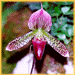 orchid4.gif